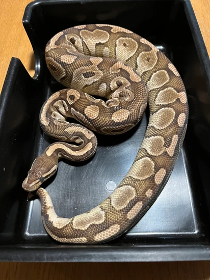 Lesser Ball Python by Reptile complex