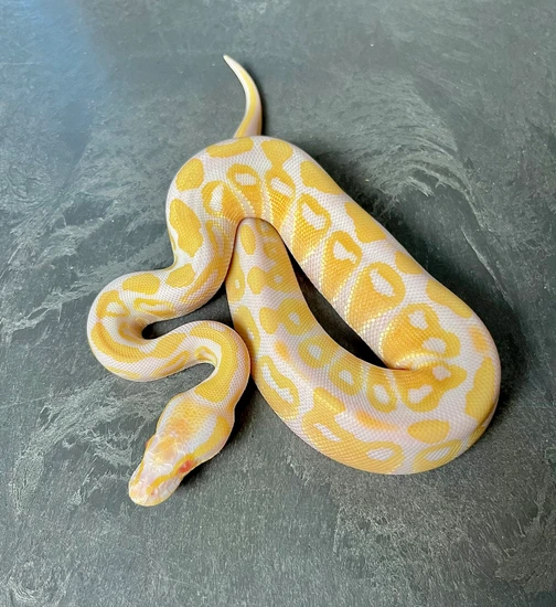 High Contrast Albino [Name:Cornbread] Ball Python by Reptile Familiars