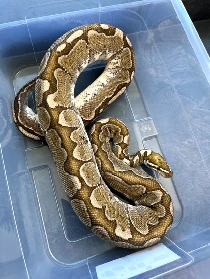 Bamboo “Wasabi🍣” Ball Python by Reptile Familiars