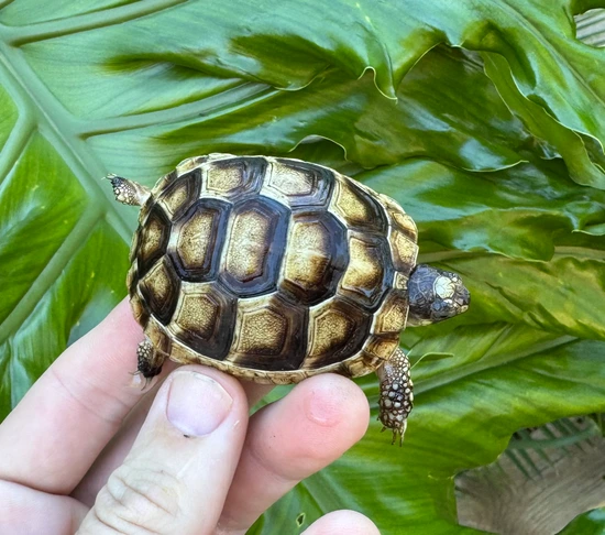 Marginated Tortoises by Cameron Lamb Exotics