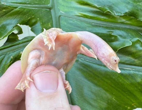 Albino Turtle Shell Color Albino Chinese Soft Shell Softshell Turtle by Cameron Lamb Exotics