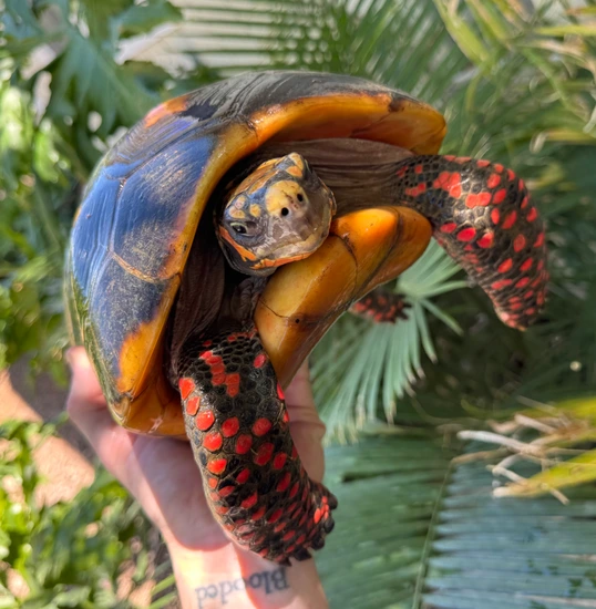 Cb Adult Breeders Red-Footed Tortoise by Cameron Lamb Exotics