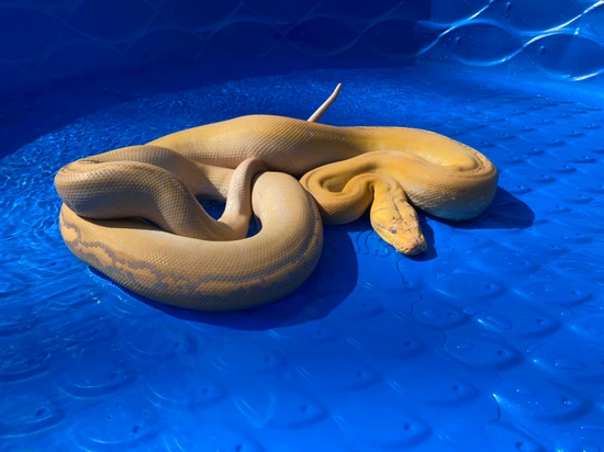 Purple Albino Golden Child Super Dwarf Reticulated Python by Reptile ...