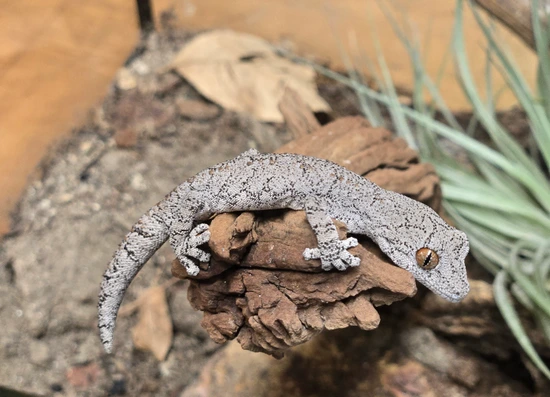Australian Spiny Tail Gecko Strophurus Intermedius More Gecko by ...