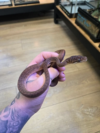 CB Southern Scrub Python by Reptile Factory