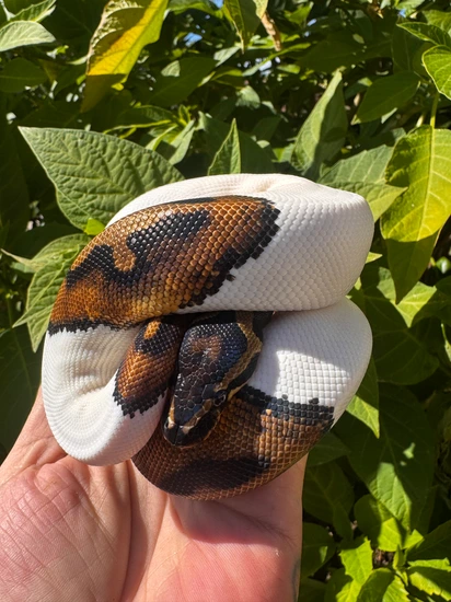 Nice Female Pied 340 G Ball Python by Reptile Finders
