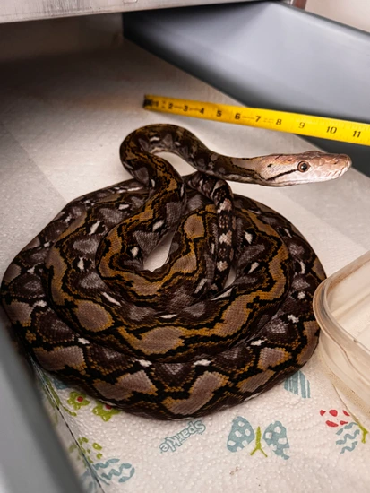 Kalaotoa X Madu Pure Super Dwarf Reticulated Python by Reptile Finders