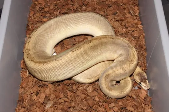 Frenzy Ball Python Champagne Mystic Ball Python by Reptile Frenzy LLC