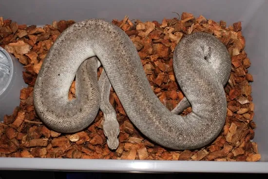 Frenzy Ball Python Super Pewter Ball Python by Reptile Frenzy LLC