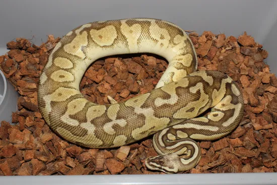 Frenzy Ball Python Pastel Cinnamon Enchi Female Ball Python by Reptile Frenzy LLC