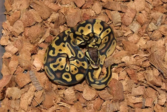 Frenzy Ball Python Pastel Double Het Desert Ghost Pied Ball Python by Reptile Frenzy LLC