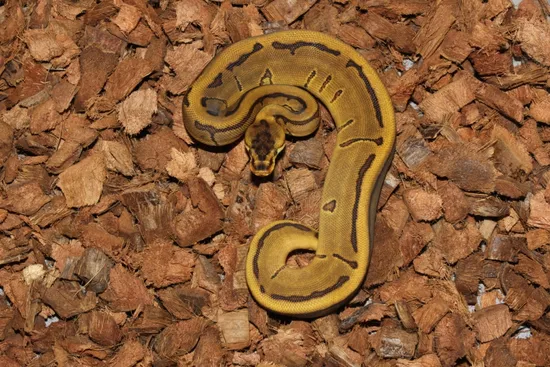 Frenzy Ball Python Enchi Leopard Pinstripe Het Clown Ball Python by Reptile Frenzy LLC