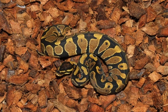 Frenzy Ball Python Gravel Het Albino Ball Python by Reptile Frenzy LLC