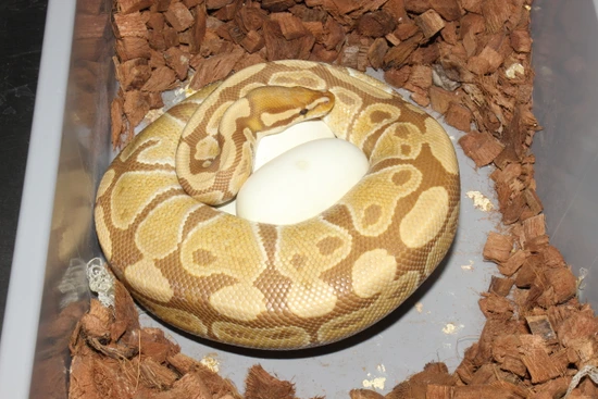 Frenzy Ball Python Ultramel Ball Python by Reptile Frenzy LLC