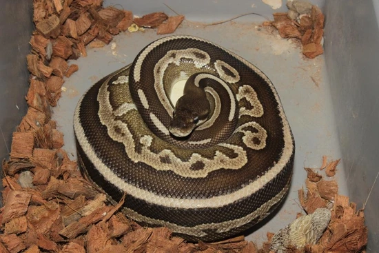 Frenzy Ball Python Mojave Cinnamon Leopard Possible Yellowbelly Ball Python by Reptile ...