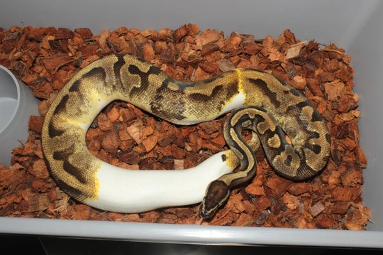 Frenzy Ball Python Enchi Pieds Ball Python by Reptile Frenzy LLC