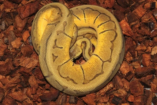Frenzy Ball Python Lemon Blast Enchi Double Het DG Pied Ball Python by Reptile Frenzy LLC