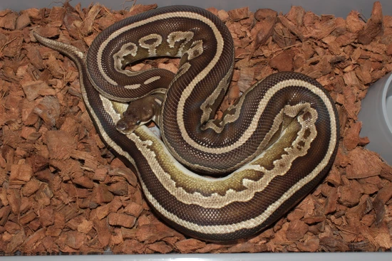 Frenzy Ball Python Mojave Leopard Cinnamon (Proven) Ball Python by Reptile Frenzy LLC