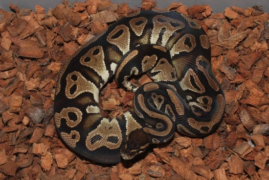 Frenzy Ball Python Black Head Het Clown Ball Python by Reptile Frenzy LLC