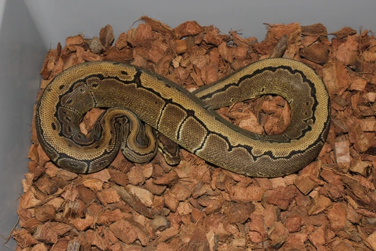 Frenzy Ball Python Pinstripe Double Het DG Pied Ball Python by Reptile Frenzy LLC