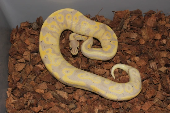 Frenzy Ball Python Banana Black Pastel Yellow Belly Het Clown (Female Maker) Ball Python ...