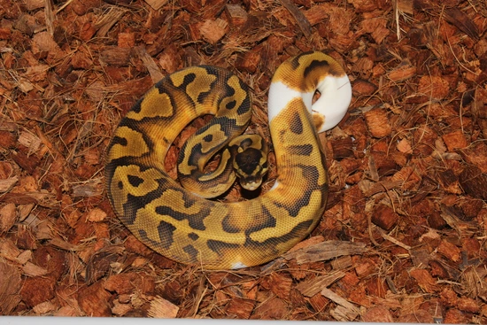 Frenzy Ball Python Enchi Pied Ball Python by Reptile Frenzy LLC