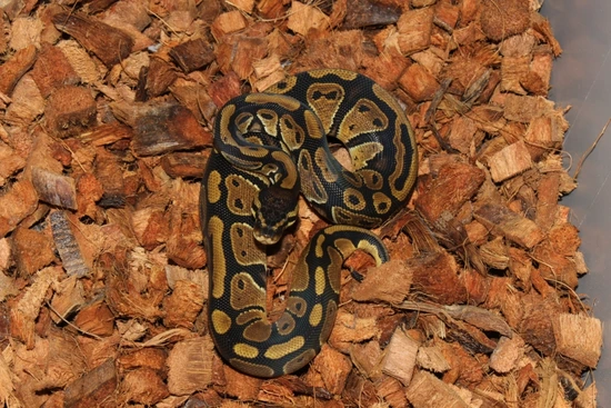 Frenzy Ball Python Double Het Sunset Pied Ball Python by Reptile Frenzy LLC