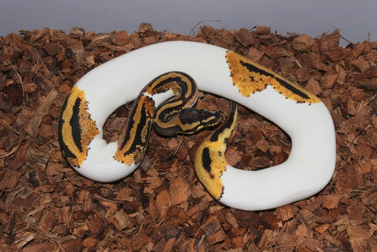 Frenzy Ball Python Orange Dream Yellow Belly Pied 100% Het Lavender Albino Ball Python by ...