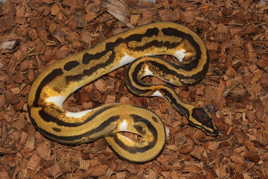Frenzy Ball Python Leopard Orange Dream Yellowbelly Pied 100% Het Lavender Albino Ball ...