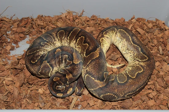 Frenzy Ball Python Black Head Enchi YB Ball Python by Reptile Frenzy LLC