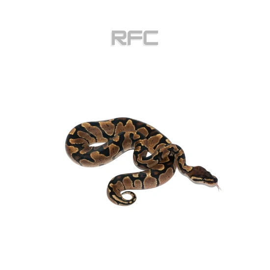 Zebra Ball Python by Reptiles for Centuries USA