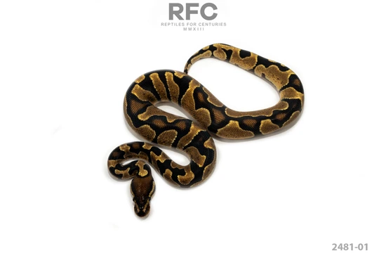 Zebra Het DG Ball Python by Reptiles for Centuries USA