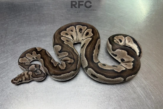 Anthantic Ball Python Axanthic Clown Ball Python by Reptiles for Centuries USA