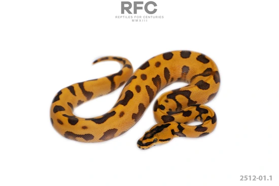 Super Enchi YB Leo DG Het Cryptic Ball Python by Reptiles for Centuries USA