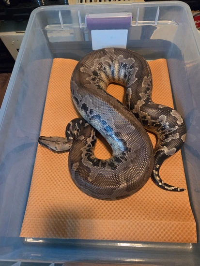 Chrome Sumatran Sumatran Short-Tailed Python by Steve Winkler Reptiles LLC