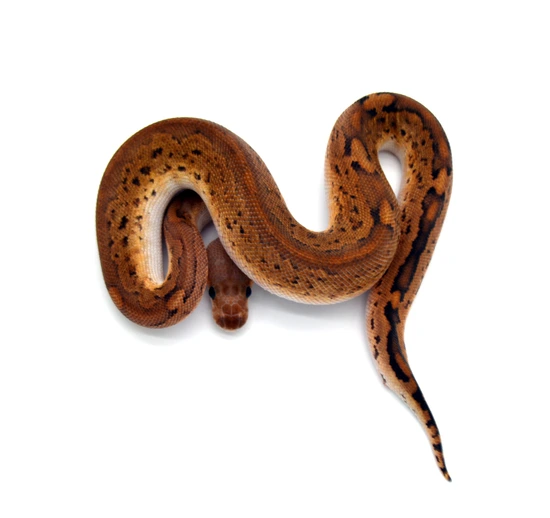 Redhead Clown Ball Python by ReptileKreations