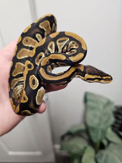 Het Sunset Het Clown Het Desert Ghost Ball Python by Scalez Reptiles