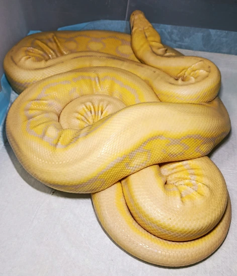 SD Purple Snow Tiger Reticulated Python by ReptilesKingdom