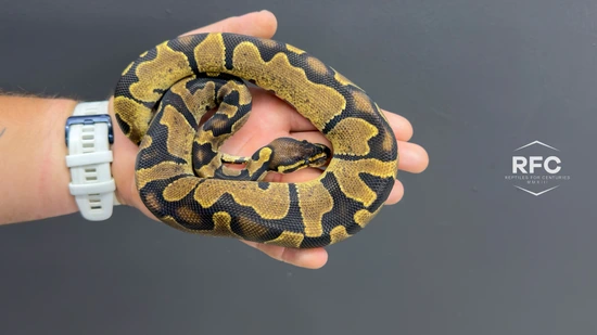 Zebra Het DG Ball Python by Reptiles for Centuries