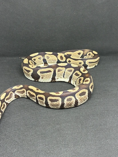 Moab Ball Python Mojave Ball Python by ReptilesCan Exotiques