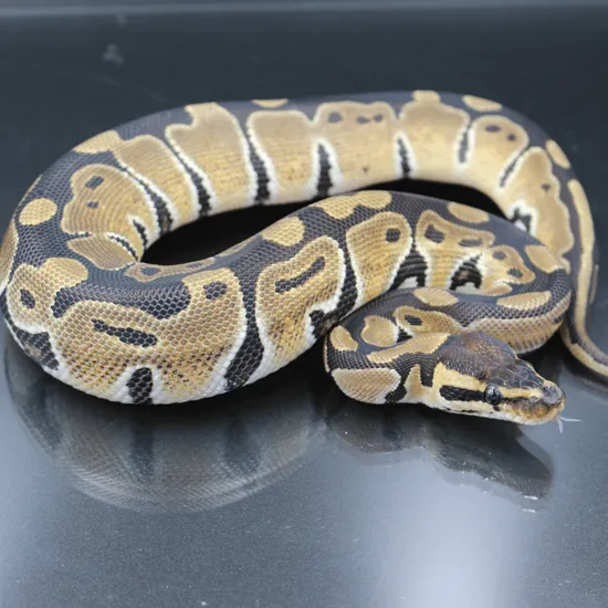 Ball Python Xnormal Normal Ball Python by Reptile Supercenter
