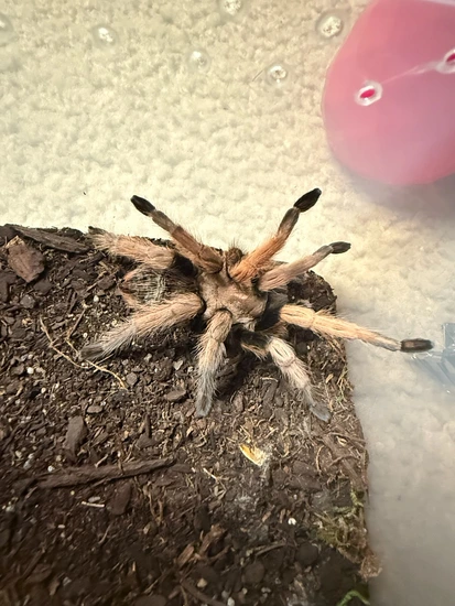 Tarantula Base New River Pink Base A. Chalcodes Tarantula by Reptile Empress