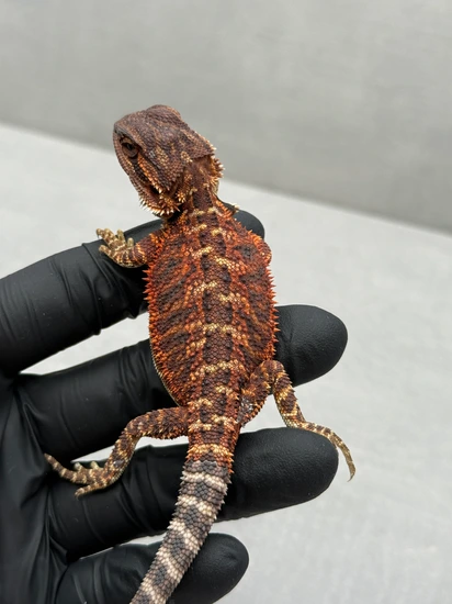 Female Red Monster Bearded Dragon Central Bearded Dragon by Fauna ...