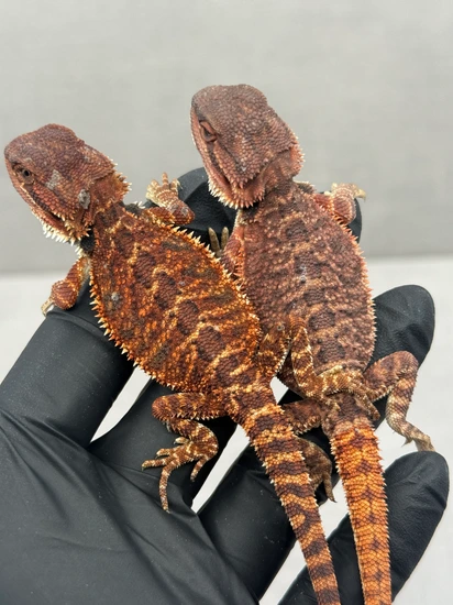 X2 Red Monster Bearded Dragons Central Bearded Dragon by Fauna Kingdom LLC