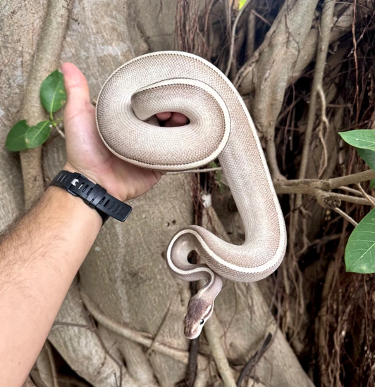Purple Passion 100% DBL Het Zebra Pied Poss Het Ghost Ball Python by ...