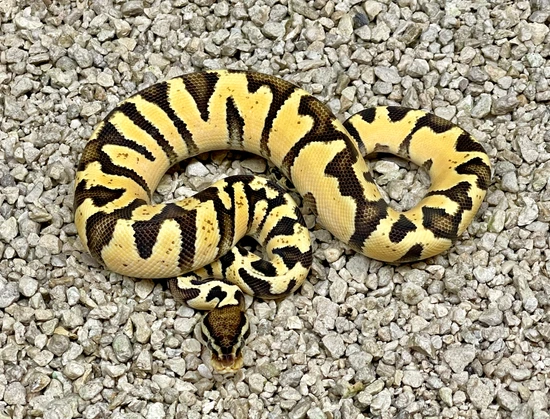 Zebra Pastel(Poss Enchi Spotnose) Ball Python by Adam Chesla Reptiles