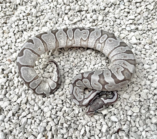 VPI Axanthic True Ghost YB Enchi Ball Python by Adam Chesla Reptiles