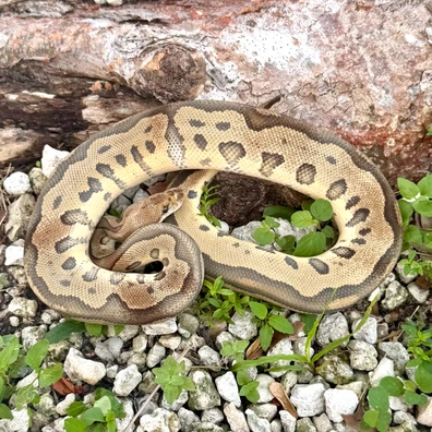 25,700+ Ball Pythons For Sale | MorphMarket