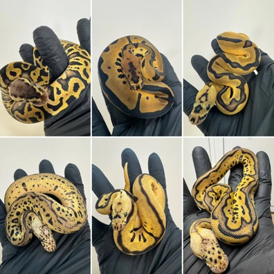 Group N°6 Ball Python - HOUTEN Free Handover In September Ball Python - female for sale from Reptiqua - Snake and Pods
