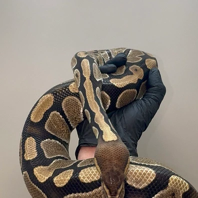 0.1 Cypress Het Clown - HOUTEN Free Handover In September Ball Python - female for sale from Reptiqua - Snake and Pods